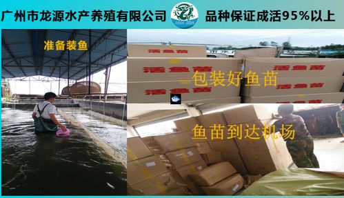 龙源水产加州鲈鱼苗批发 批发报价与品质优势全解析（含计算机参考类比）